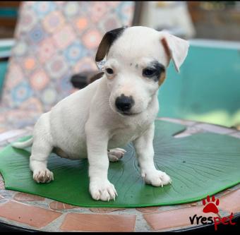 Ράτσα: Τζακ Ράσελ Τεριέ - Jack Russell Terrier | Ηλικία: 2,5 μηνών | Φύλο: Θηλυκό | Αρ. Microchip: 941000011449195 | Ιδιώτης | Περιοχή: Καλαμαριά, Θεσσαλονίκη